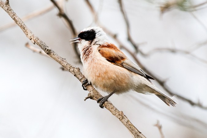 Eurasian Penduline Tit by Leander Khil - La Paz Group