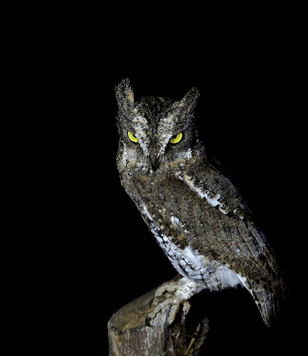 Nicobar Scops-owl by Gururaj Moorching - La Paz Group