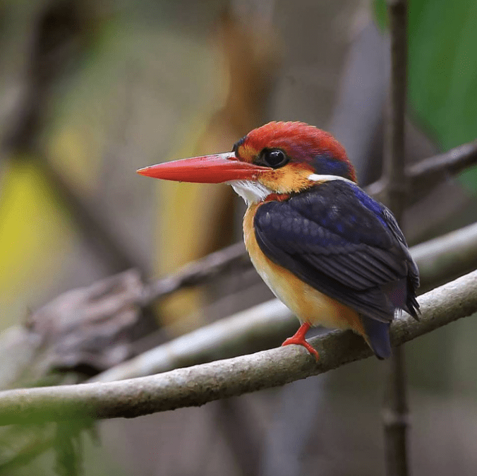 Rufous-backed Kingfisher by Gururaj Moorching - La Paz Group