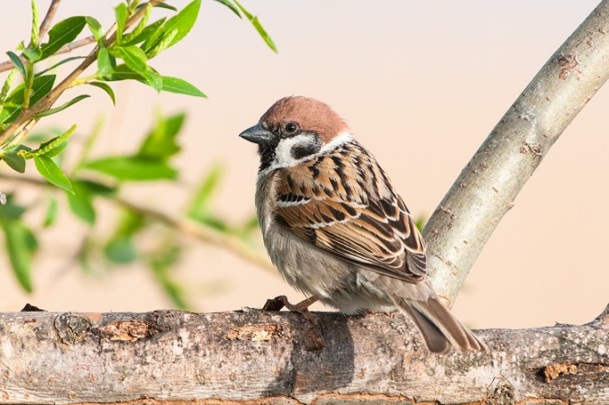 Tree-Sparrow by Leander Khil - La Paz Group