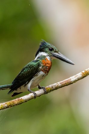 00MADIDI-kingfisher-superJumbo-v2