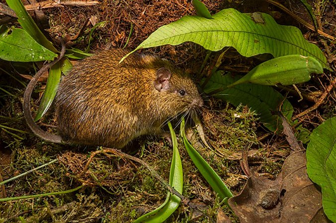 00MADIDI-undiscovered1-superJumbo