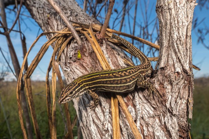 00MADIDI-undiscovered2-superJumbo