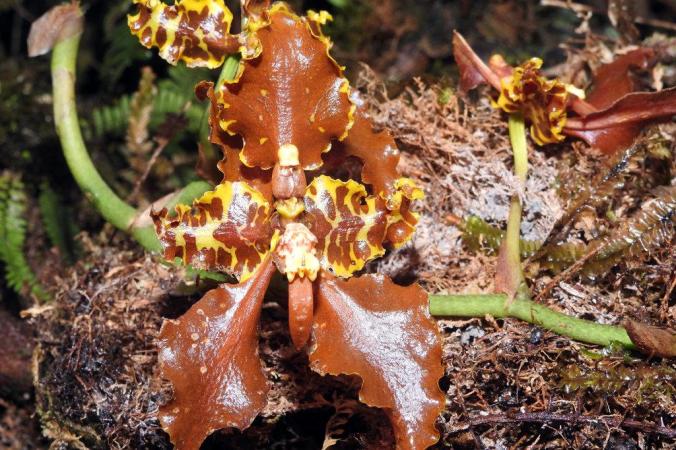 00MADIDI-undiscovered3-jumbo