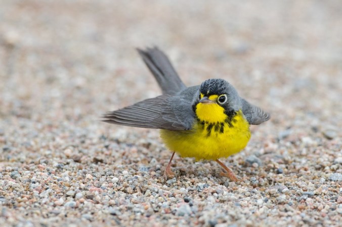 31WARBLERS-jumbo.jpg