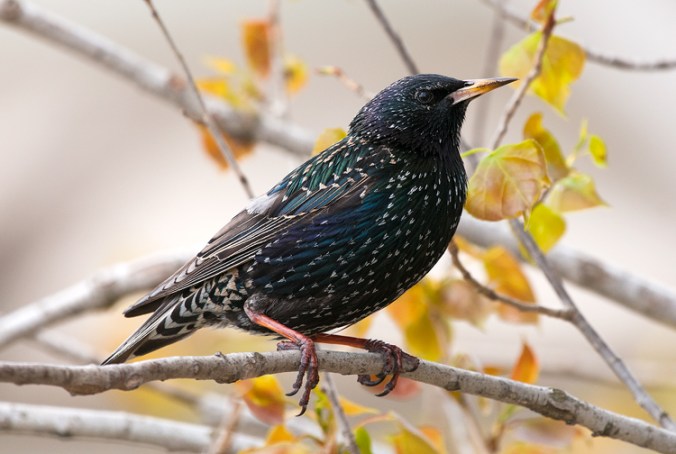 Common Starling by Leander Khil - La Paz Group