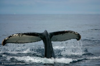 Humpback Whales in the Southern Ocean