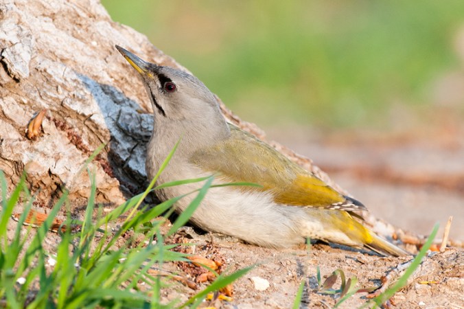 Grey-headed Woodpecker by Leander Khil - La Paz Group