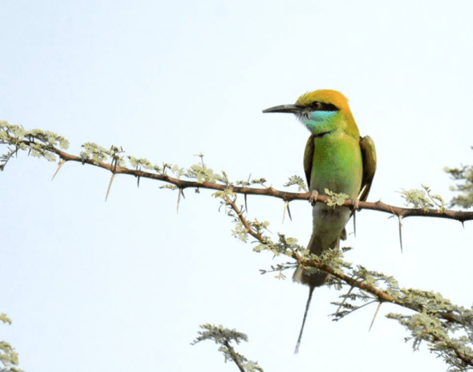 Little Green Bee-eater by Puneet Dhar - La Paz Group
