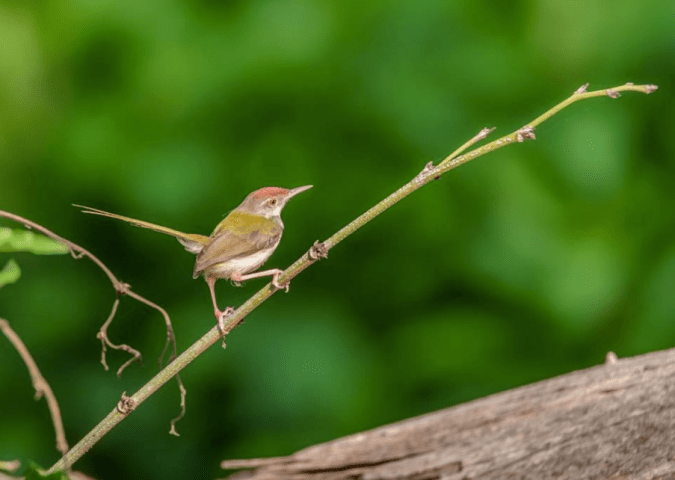 Common Tailorbird by Ramesh Desai - La Paz Group