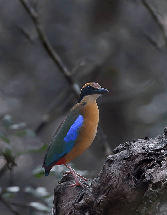 Mangrove Pitta by Gururaj Moorching - La Paz Group