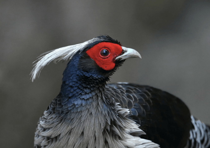 Kalij Pheasant by Gururaj Morrching - La Paz Group