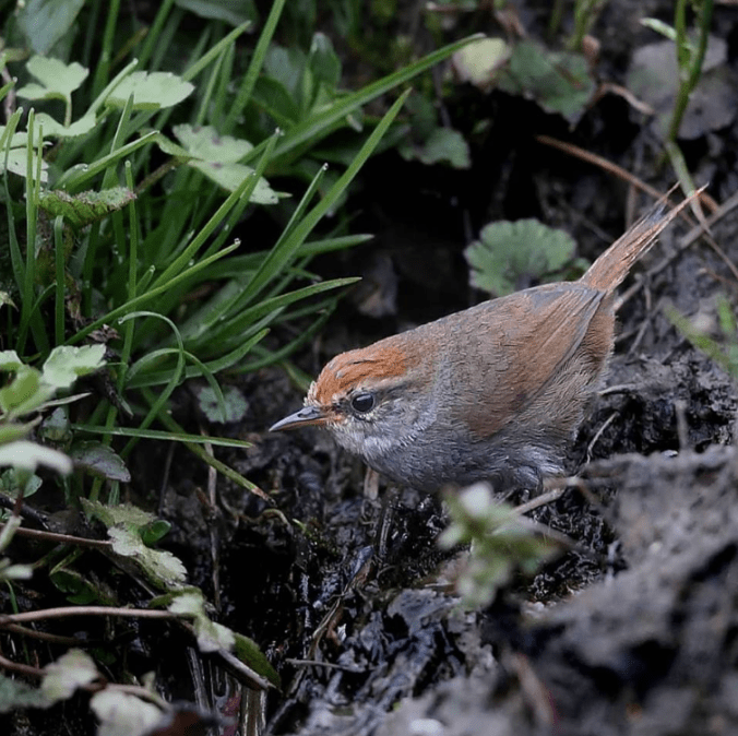 Grey-sided Bush-Warbler by Gururaj Moorching - La Paz Group