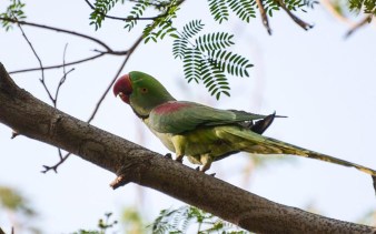 SIERRA Coffee Biodiversity 2 WB