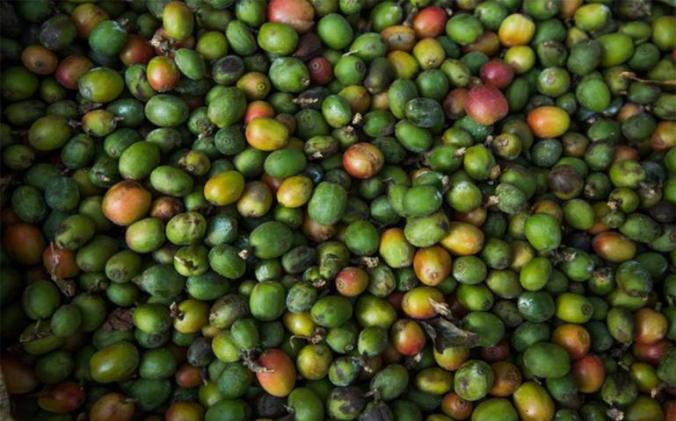 SIERRA Coffee Biodiversity WB