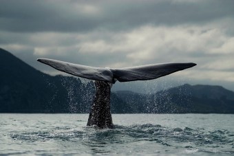 Blue whale, New Zealand
