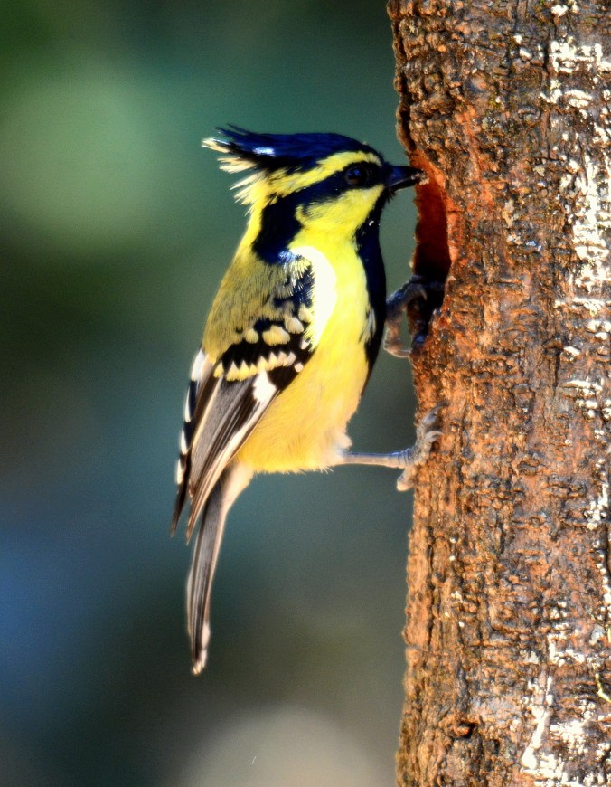 Himalayan Black-lored Tit by Puneet Dhar - Organikos