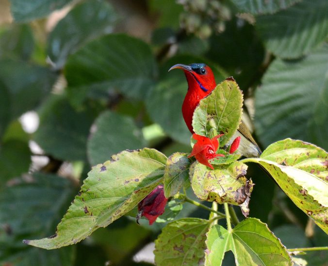 Crimson Sunbird by Puneet Dhar - La Paz Group