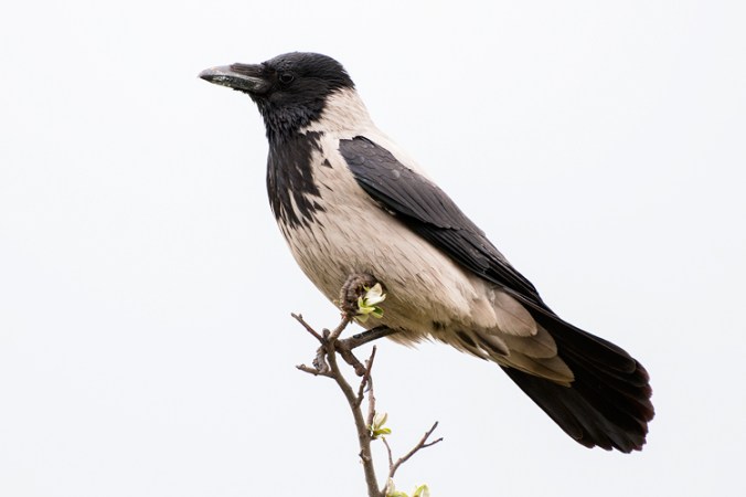 Hooded Crow by Leander Khil - La Paz Group