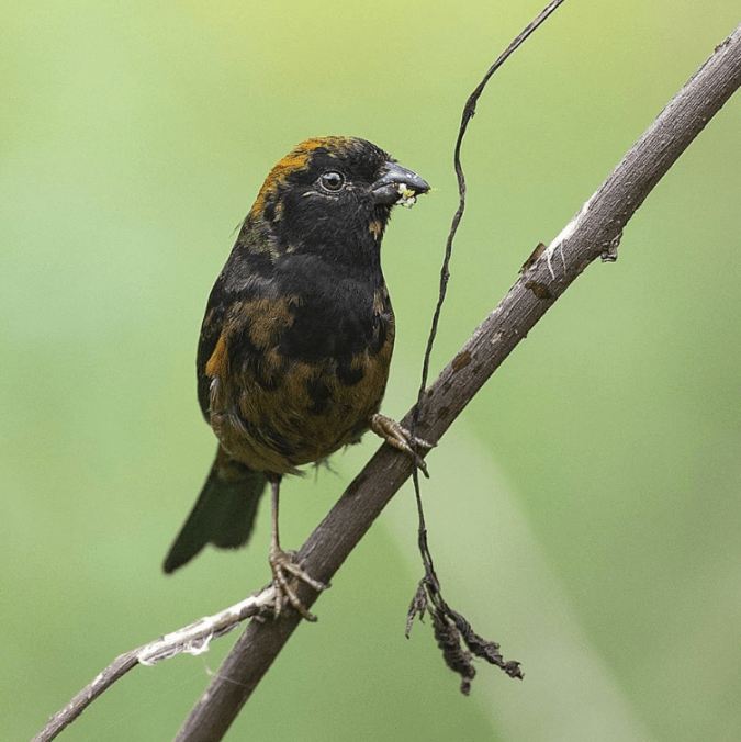  Gold-naped Finch by Gururaj Moorching - La Paz Group