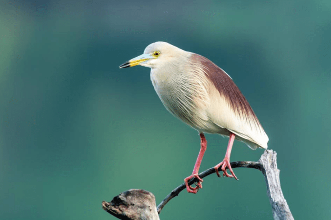 Indian Pond Heron by Ramesh Desai - La Paz Group