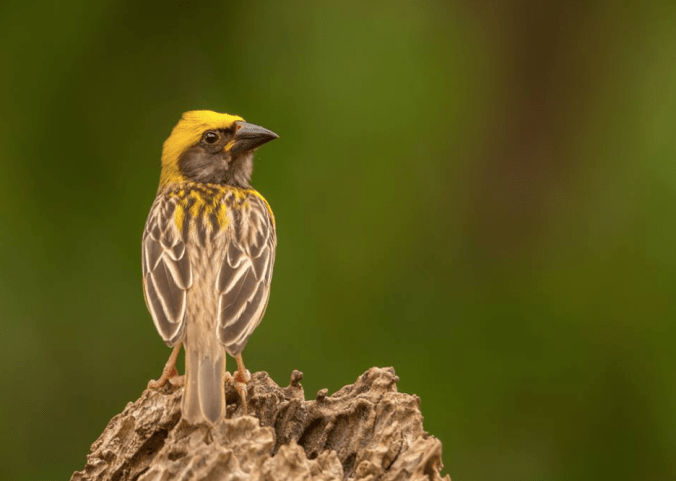 Baya Weaver by Ramesh Desai - La Paz Group