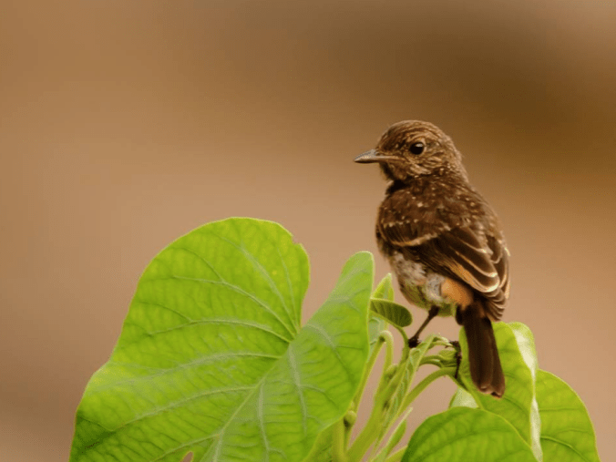 Pied Bushchat by Ramesh Desai - La Paz Group