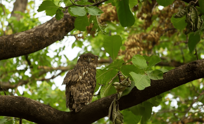 Brown Fish Owl by Sudhir Shivaram - La Paz Group