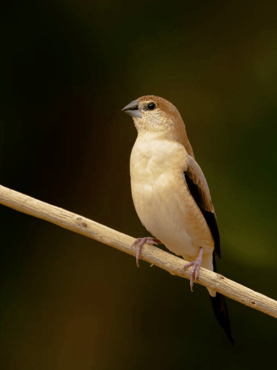 Indian Silverbill by Ramesh Desai - La Paz Group
