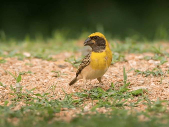 Baya Weaver by Ramesh Desai - La Paz Group