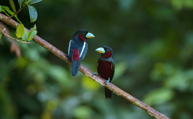 Black-and-red Broadbill by Sudhir Shivaram - La Paz Group