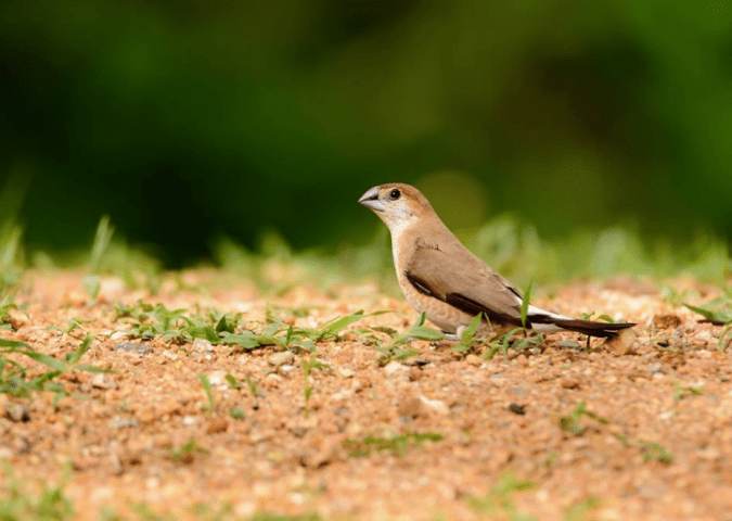 Indian Silverbill by Ramesh Desai - La Paz Group