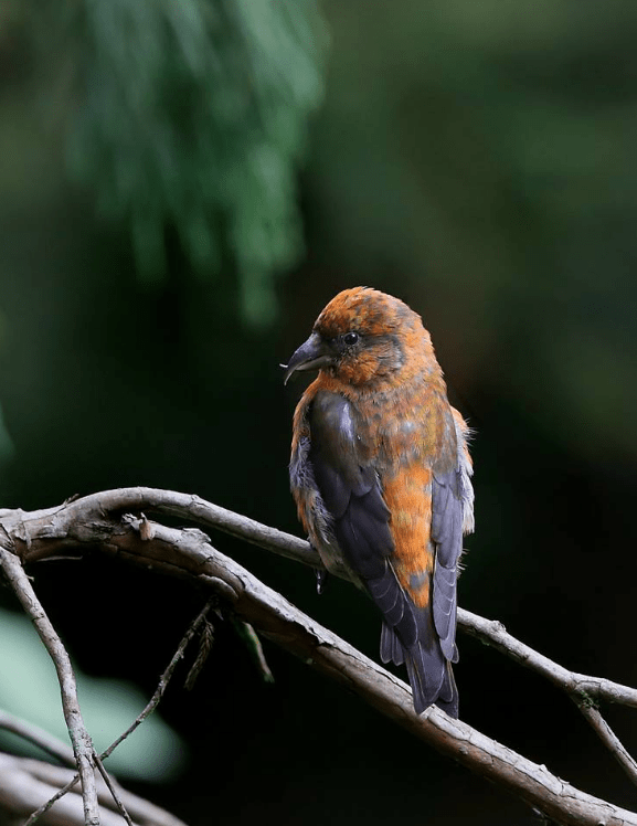 Red Crossbill by Gururaj Moorching - La Paz Group