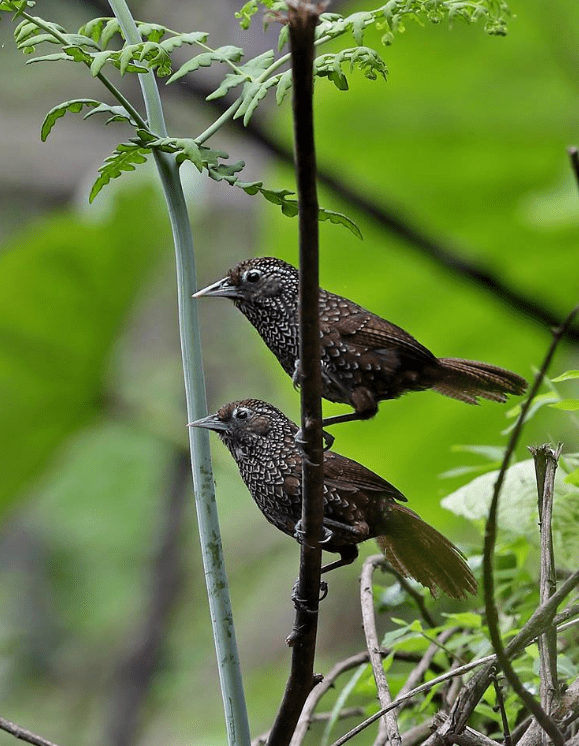 Cachar Wedge-billed Babbler by Gururaj Moorching - La Paz Group