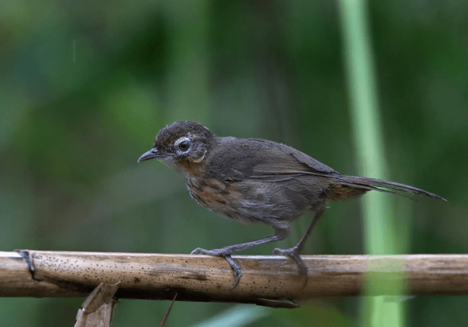 Marsh Babbler by Gururaj Moorching - La Paz Group