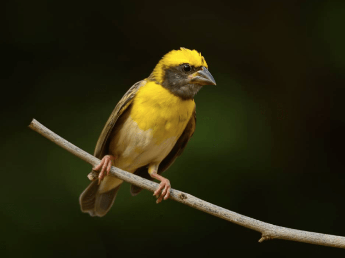 Baya Weaver by Ramesh Desai - La Paz Group