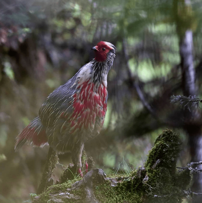Blood Pheasant by Gururaj Moorching - La Paz Group