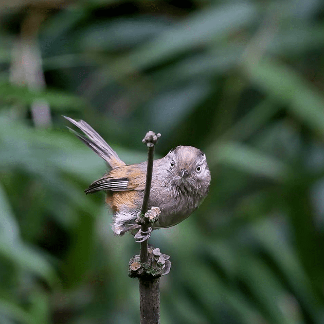 Manipur Fulvetta by Gururaj Moorching - La Paz Group