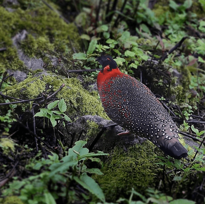 Satyr Tragopan by Gururaj Moorching - La Paz Group