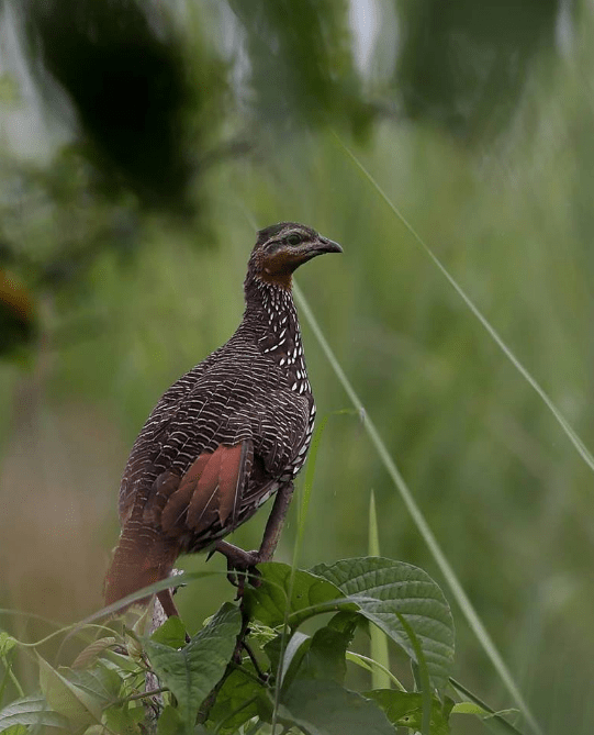 Swamp Francolin by Gururaj Moorching - La Paz Group