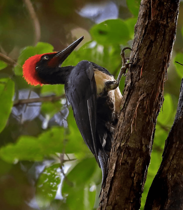 White-bellied Woodpecker by Gururaj Moorching - La Paz Group
