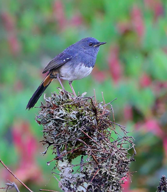 White-bellied Redstart by Gururaj Moorching - La Paz Group