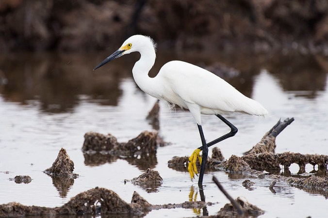 Snowy Egret by Leander Khil - La Paz Group