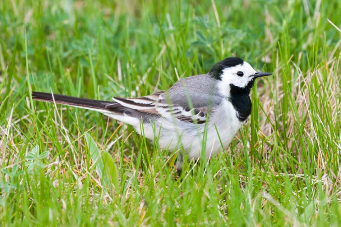 White Wagtail by Leander Khil - La Paz Group