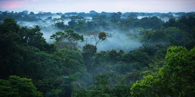 Brazilian_amazon_rainforest_web