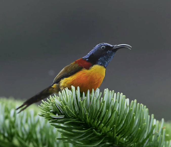 Green-tailed Sunbird by Gururaj Moorching - La Paz Group