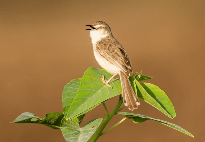 Plain Prinia by Ramesh Desai - La Paz Group