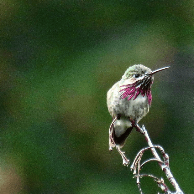 Calliope Hummingbird by Seth Inman - La Paz Group