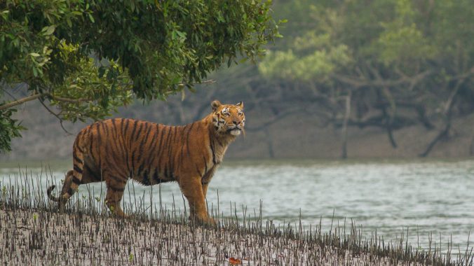 Sundarban_Tiger_SoumyajitNandy_Wikimedia_web.jpg