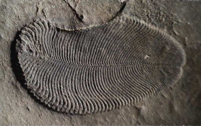 Organically preserved Dickinsonia fossil from the White Sea area of Russia.